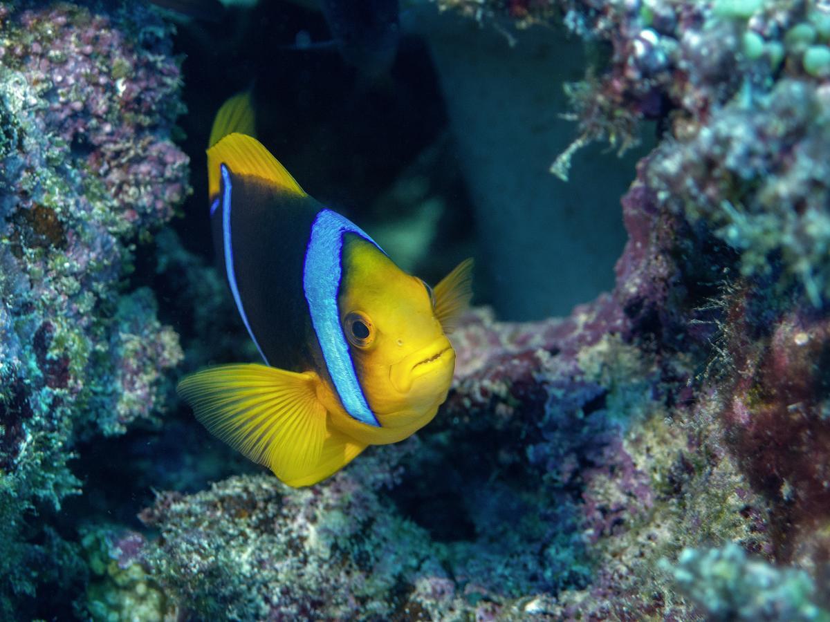 Oneta Resort Naqarawalu エクステリア 写真